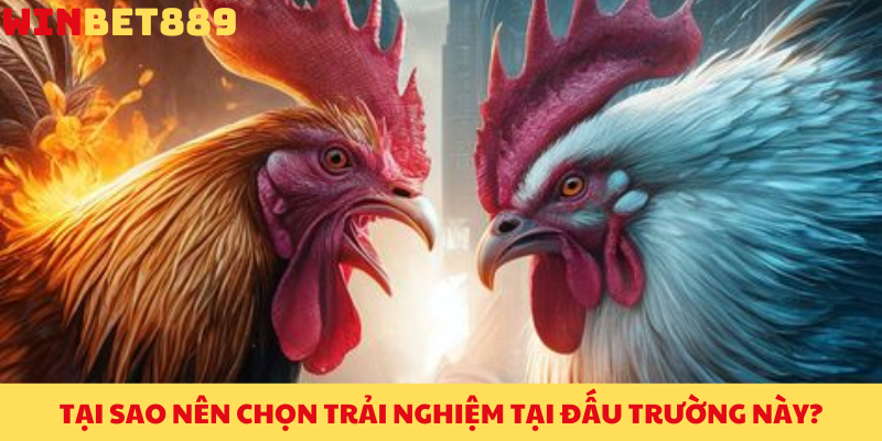 Đá Gà BET88 – Khám Phá Sân Chơi Cá Cược Đỉnh Cao Tại Việt Nam 2 Tại sao nên chọn trải nghiệm tại đấu trường này?